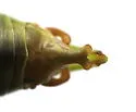Curve-tailed Bush Katydid - photo 4