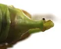 Curve-tailed Bush Katydid - photo 5