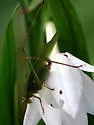 Treetop Bush Katydid