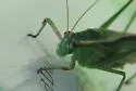 Treetop Bush Katydid - photo 2