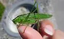 Treetop Bush Katydid - photo 3