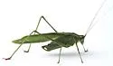 Treetop Bush Katydid - photo 4