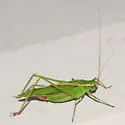 Treetop Bush Katydid - photo 5