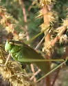 Mexican Bush Katydid