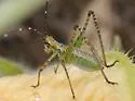 Mexican Bush Katydid - photo 3