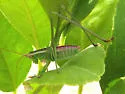 Mexican Bush Katydid - photo 4