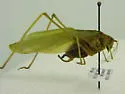Broad-winged Bush Katydid - Scudderia pistillata