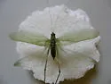 Broad-winged Bush Katydid - photo 2