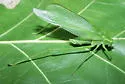 Broad-winged Bush Katydid - photo 3