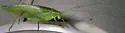Broad-winged Bush Katydid - photo 4