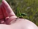 Broad-winged Bush Katydid - photo 5