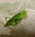 Northern Bush Katydid