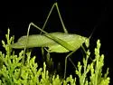 Northern Bush Katydid - photo 2