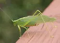 Northern Bush Katydid - photo 3