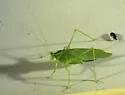 Northern Bush Katydid - photo 4