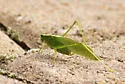 Northern Bush Katydid - photo 5