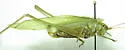 Texas Bush Katydid - photo 2