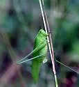 Texas Bush Katydid - photo 3