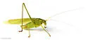 Texas Bush Katydid - photo 5