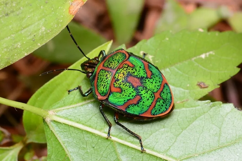 Shield-backed Bugs - Scutelleridae