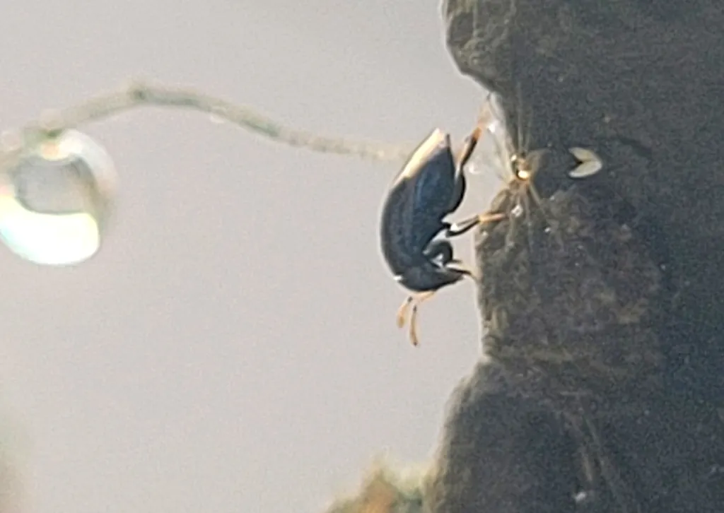 Scutellista caerulea - photo 2