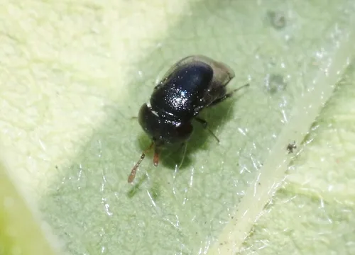 Scutellista caeruleus