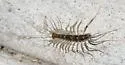 Orange-spotted House Centipede