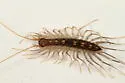 Orange-spotted House Centipede - photo 2