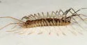 Orange-spotted House Centipede - photo 3