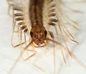 Orange-spotted House Centipede - photo 4