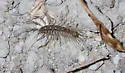 Orange-spotted House Centipede - photo 5