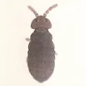 Scutisotoma titusi