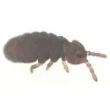 Scutisotoma titusi - photo 2