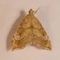 Scybalistodes periculosalis - Hodges#4853