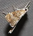 Scybalistodes periculosalis - Hodges#4853 - photo 3