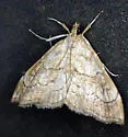 Scybalistodes periculosalis - Hodges#4853 - photo 4