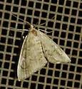 Scybalistodes regularis - Hodges#4855