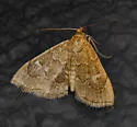Scybalistodes regularis - Hodges#4855 - photo 2