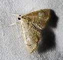 Scybalistodes regularis - Hodges#4855 - photo 3