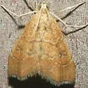 Scybalistodes regularis - Hodges#4855 - photo 4