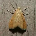 Scybalistodes vermiculalis - Hodges#4854