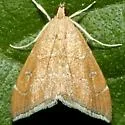 Scybalistodes vermiculalis - Hodges#4854 - photo 3