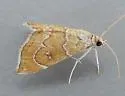 Scybalistodes vermiculalis - Hodges#4854 - photo 5