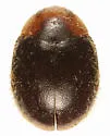 American Scymnus Lady Beetle
