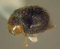 American Scymnus Lady Beetle - photo 2