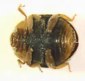 American Scymnus Lady Beetle - photo 3
