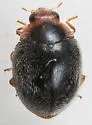 American Scymnus Lady Beetle - photo 4