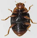 American Scymnus Lady Beetle - photo 5