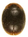 Apicanus Lady Beetle