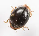 Apicanus Lady Beetle - photo 2